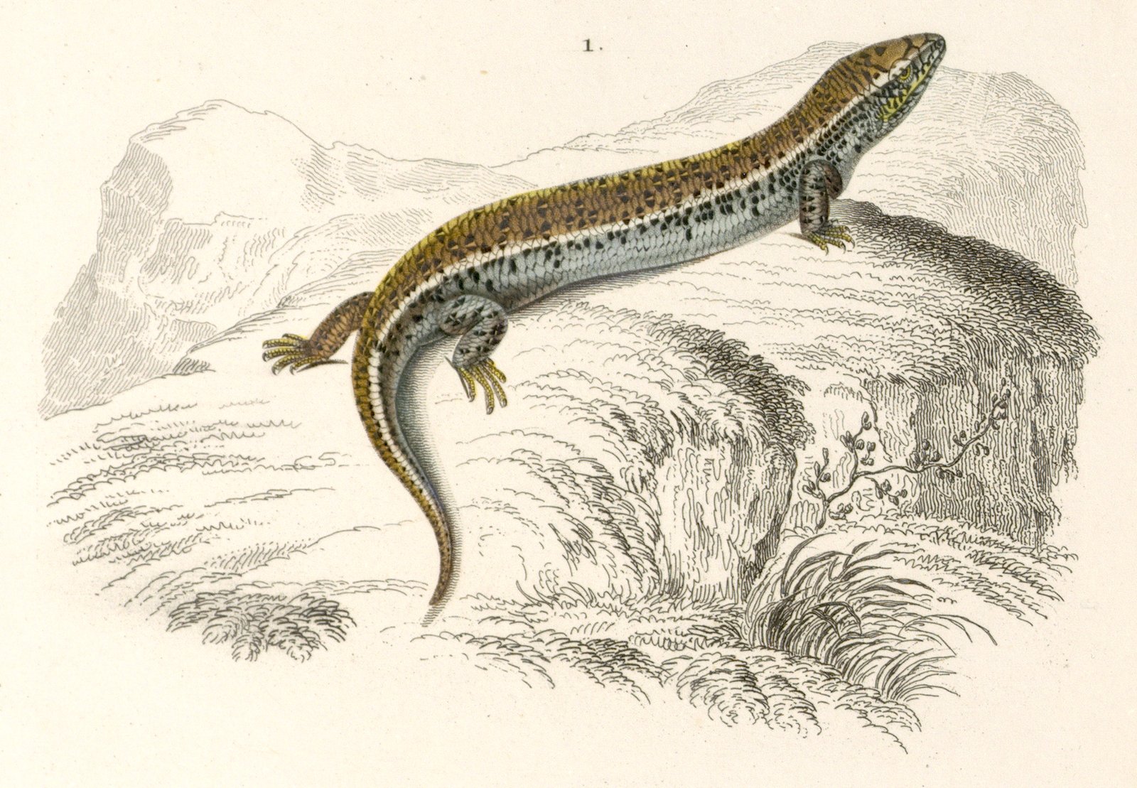 Ocellated Skink