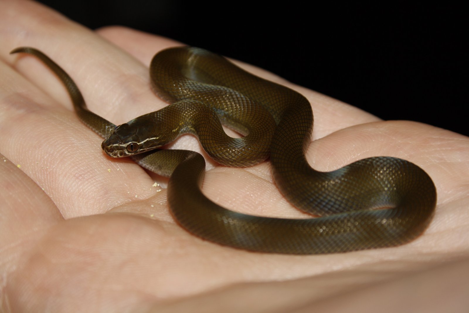 Olive House Snake