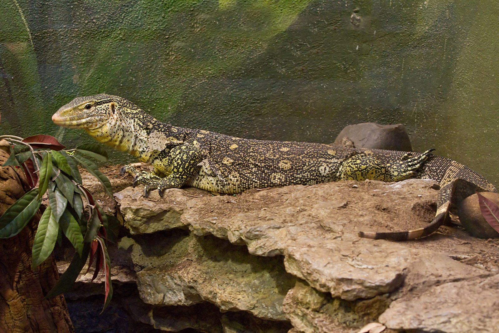 Ornate Monitor