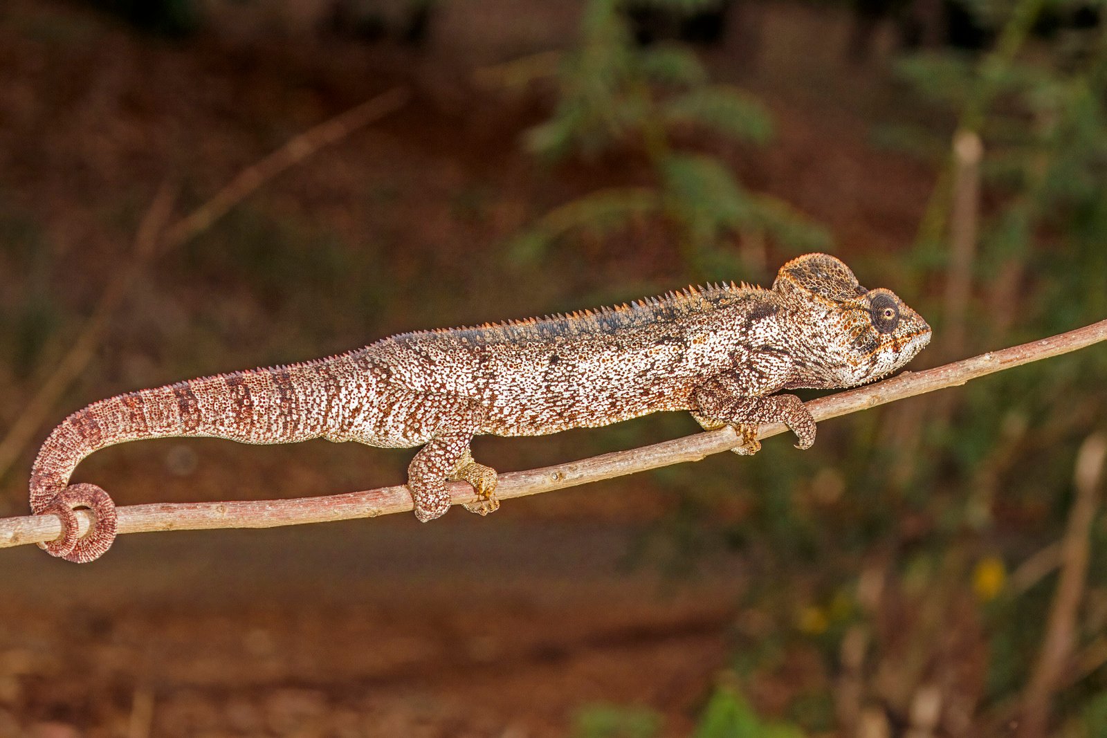 Oustalet's Chameleon
