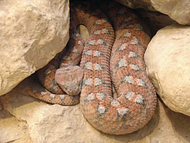 Painted Saw-scaled Viper