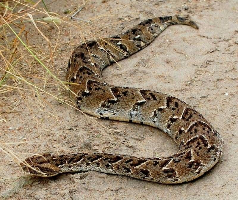 Puff Adder