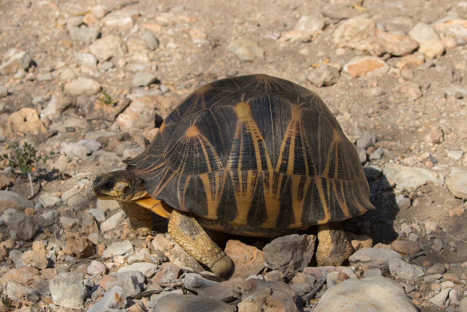 Radiated Tortoise