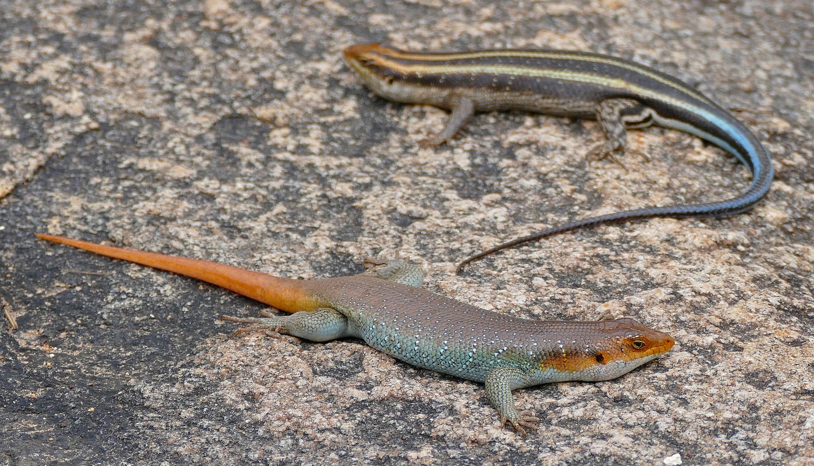 Rainbow Skink
