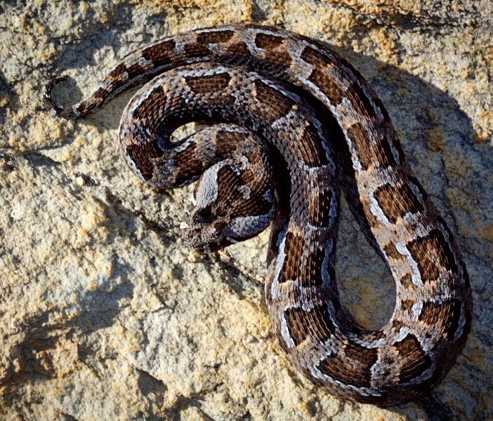 Red Adder