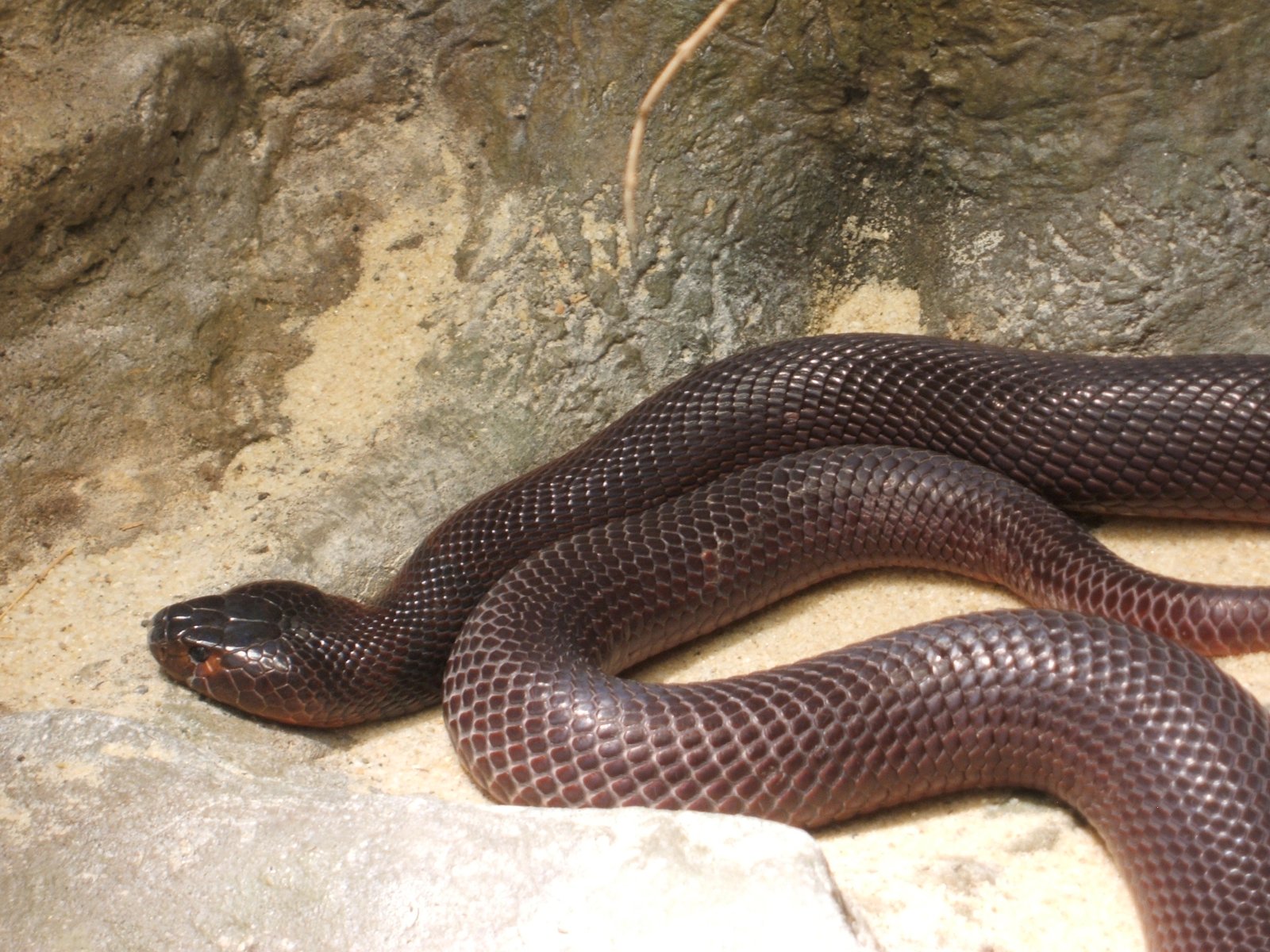 Red-bellied Spitting Cobra