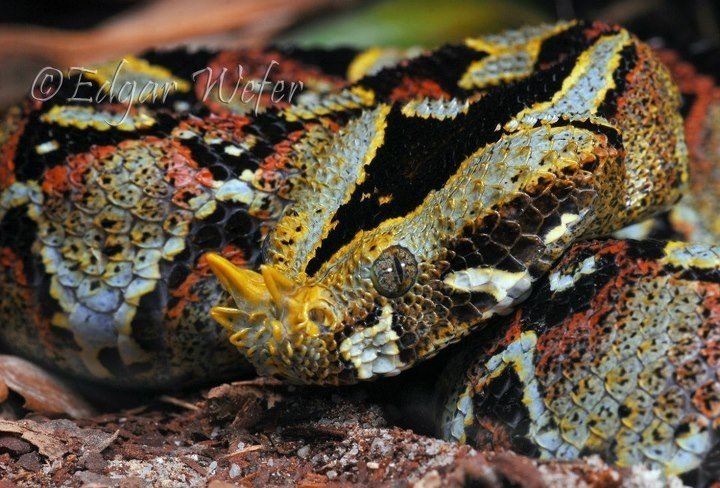 Rhinoceros Viper