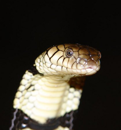 Ringed Water Cobra