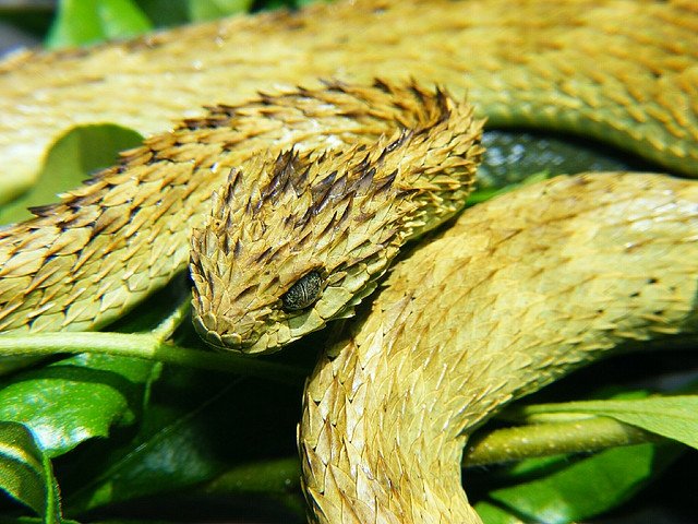 Rough-scaled Bush Viper