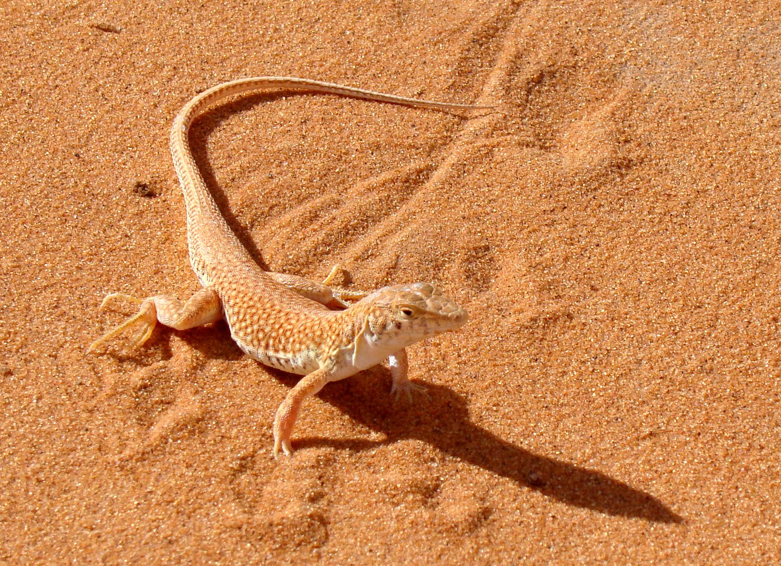 Sahara Fringe-fingered Lizard