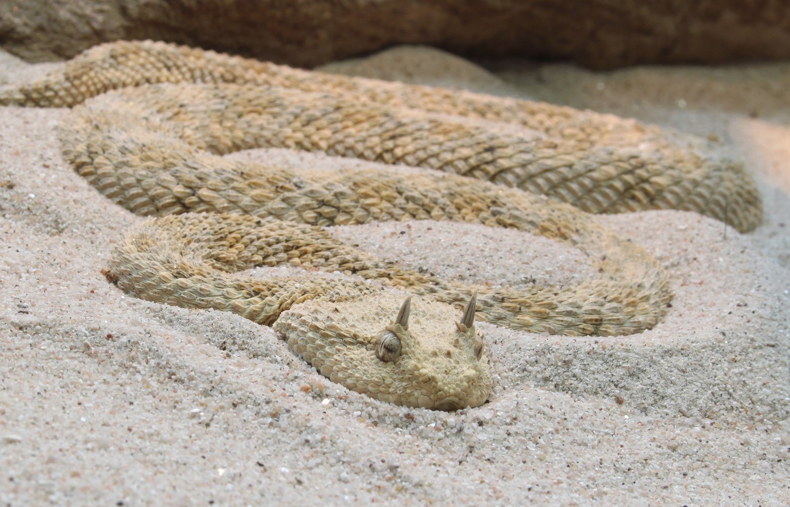 Saharan Horned Viper