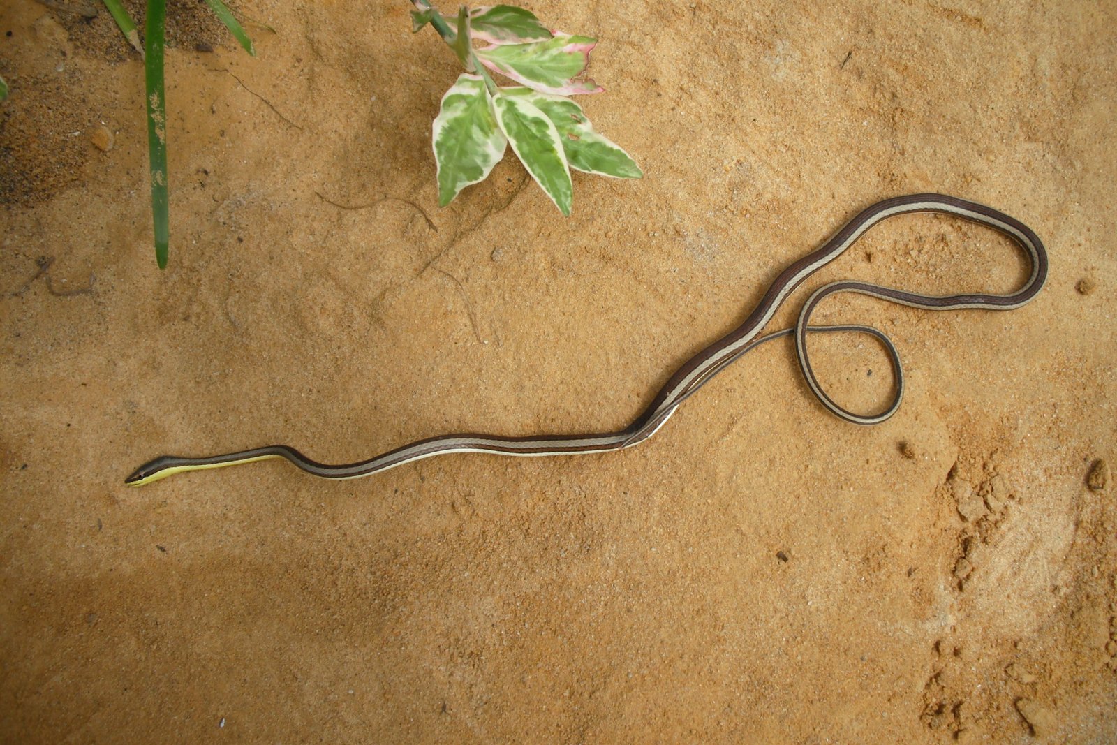 Saharan Sand Snake