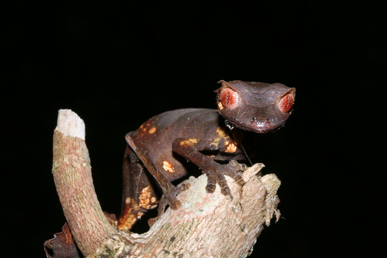 Satanic Leaf-tailed Gecko