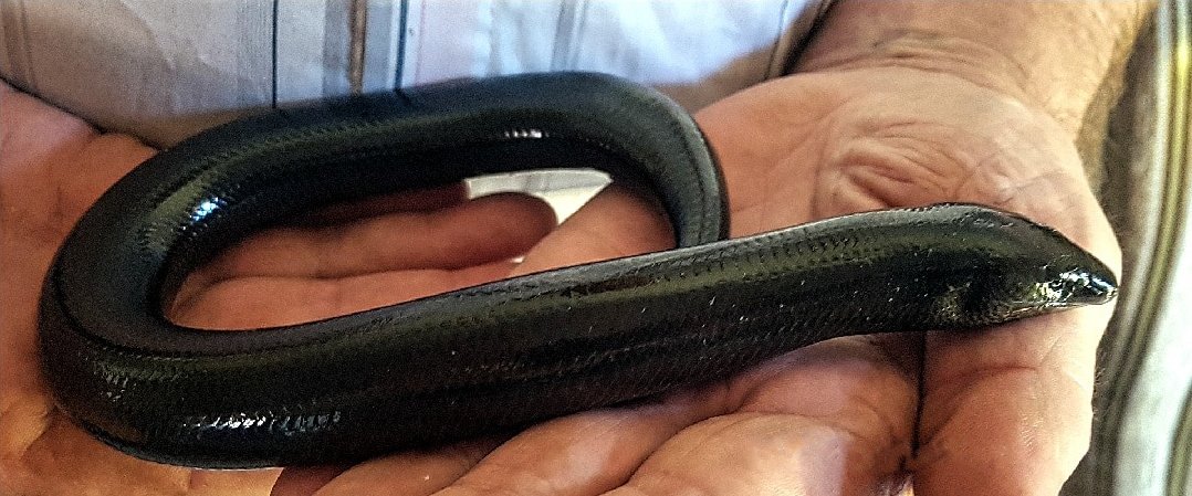 Savannah Legless Lizards