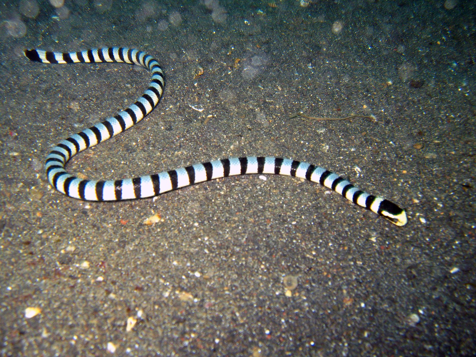 Sea Snakes