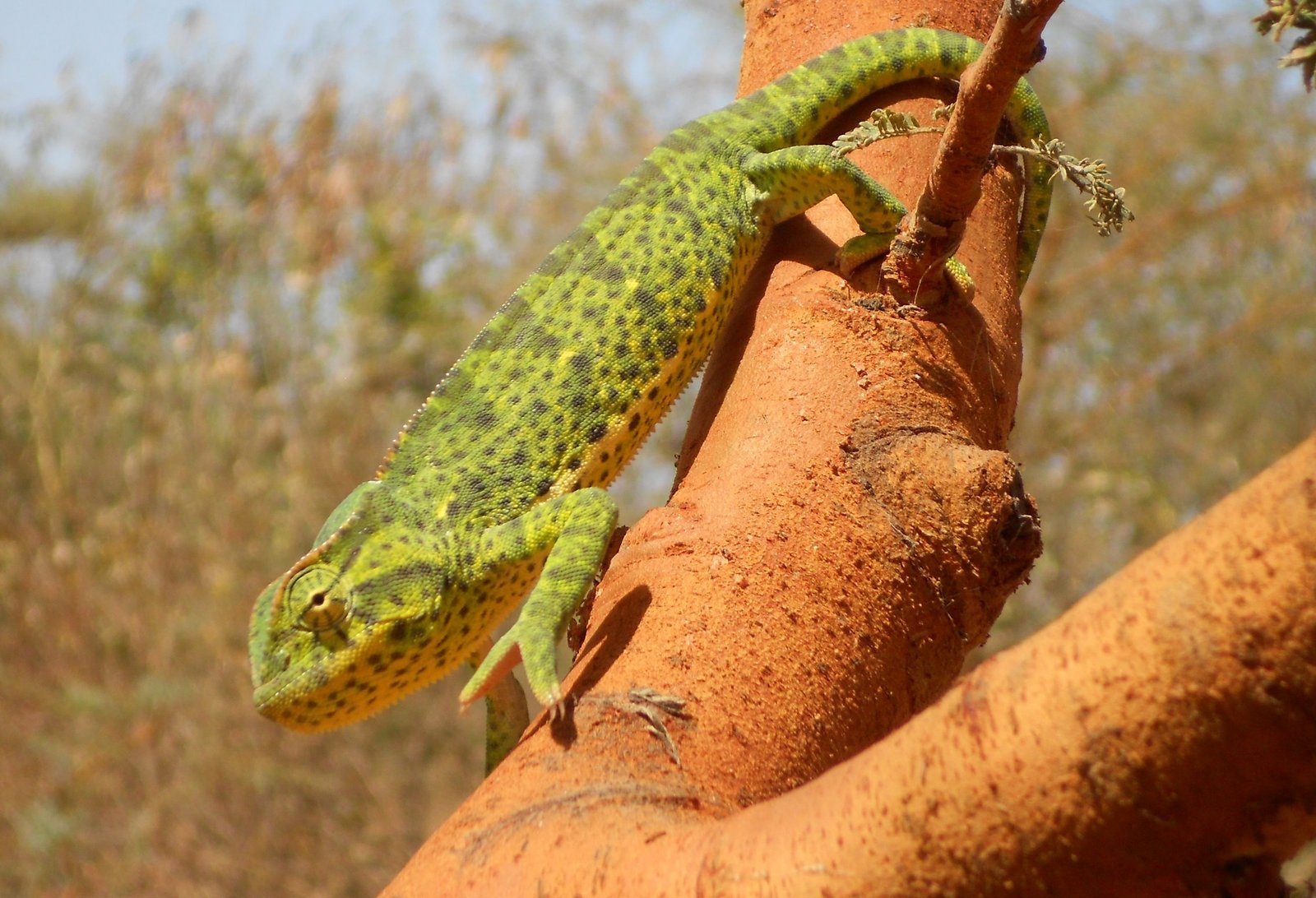 Senegal Chameleon