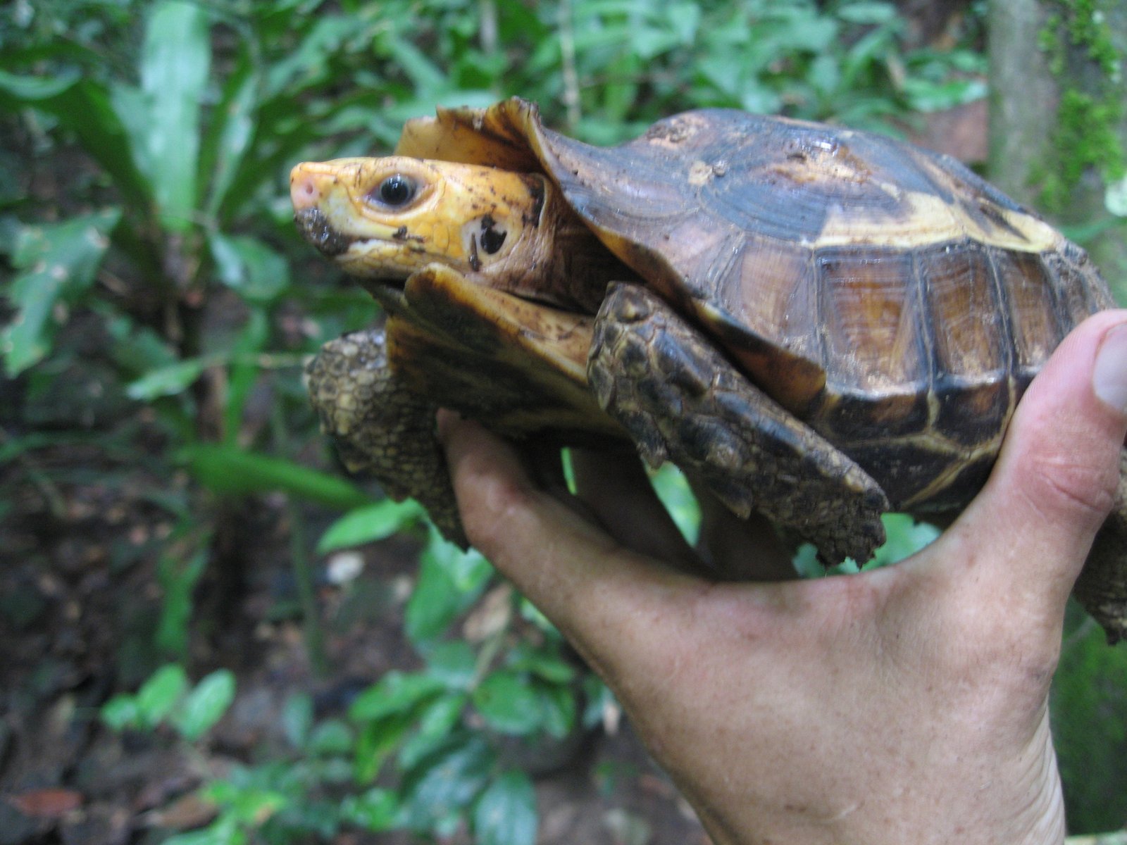Serrated Hingeback Tortoise