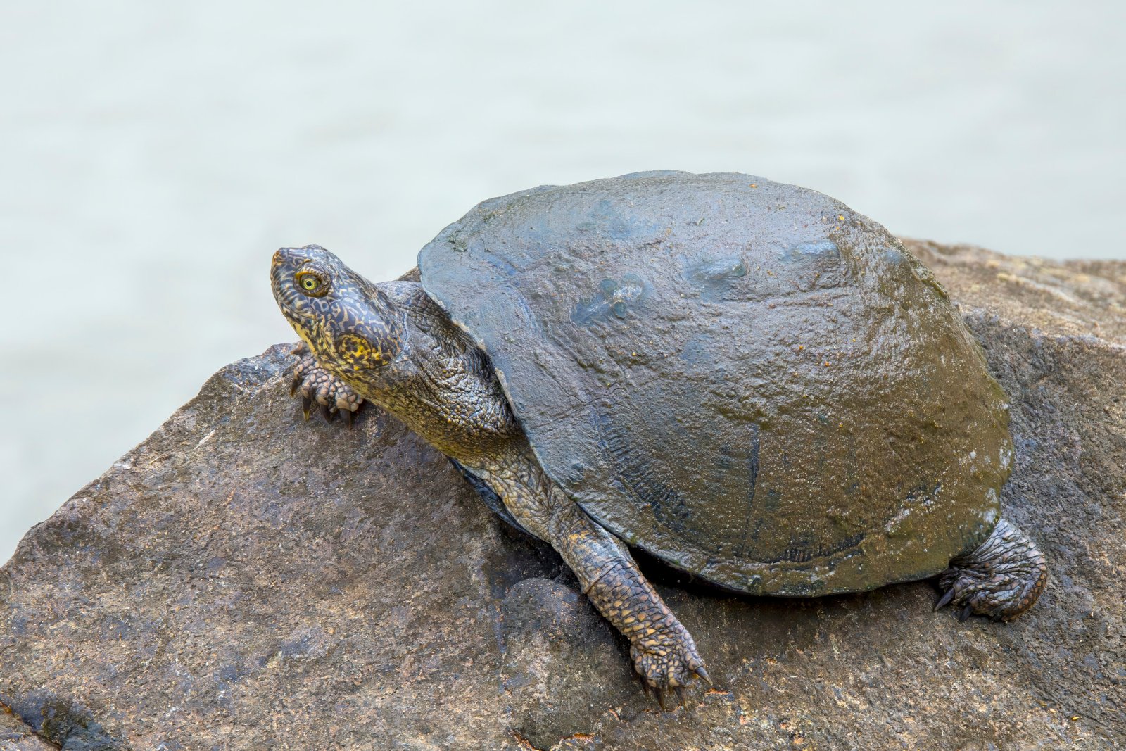 Serrated Mud Turtle