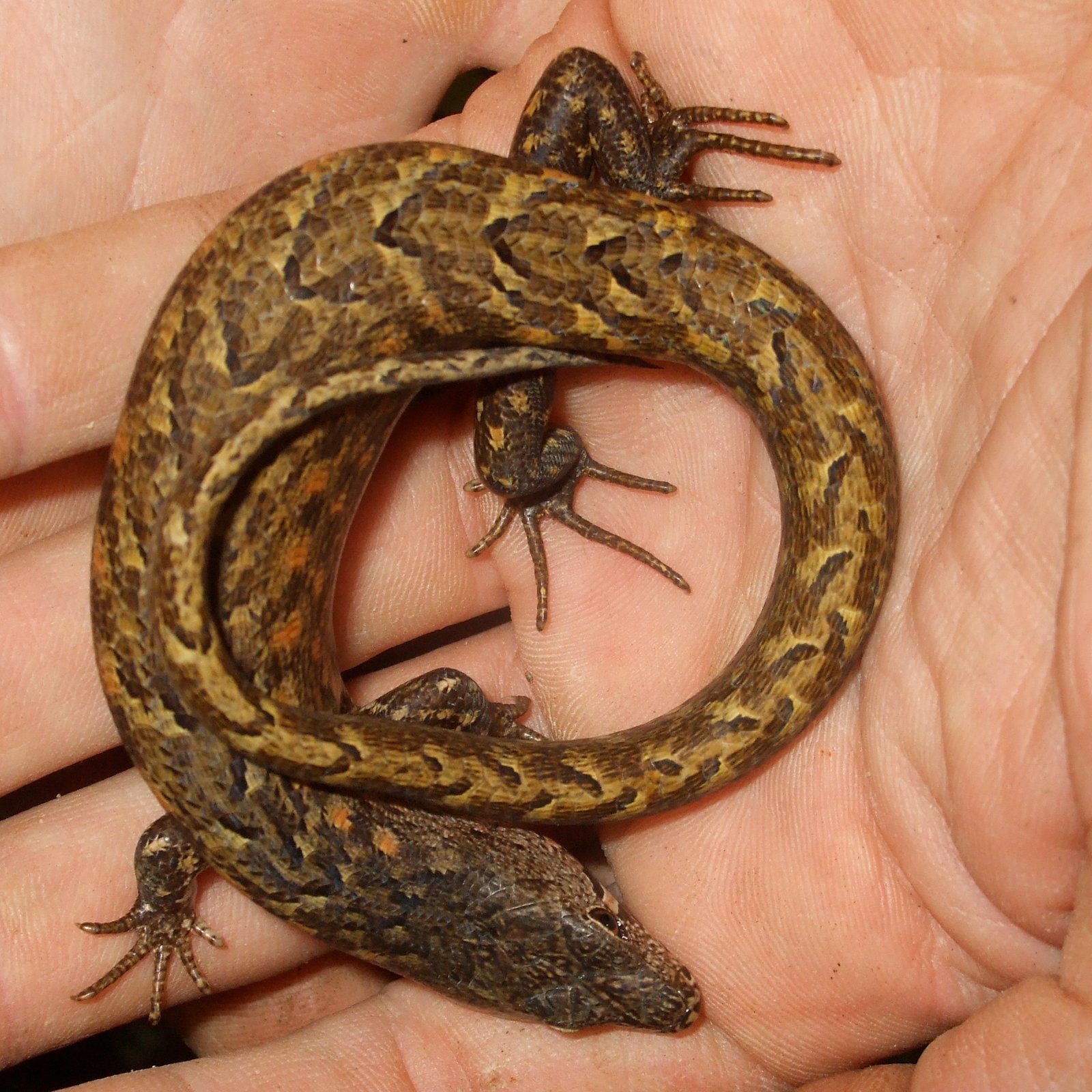 Snake Skinks
