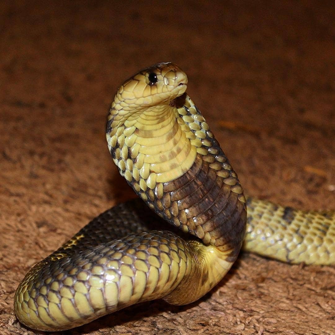 Snouted Cobra