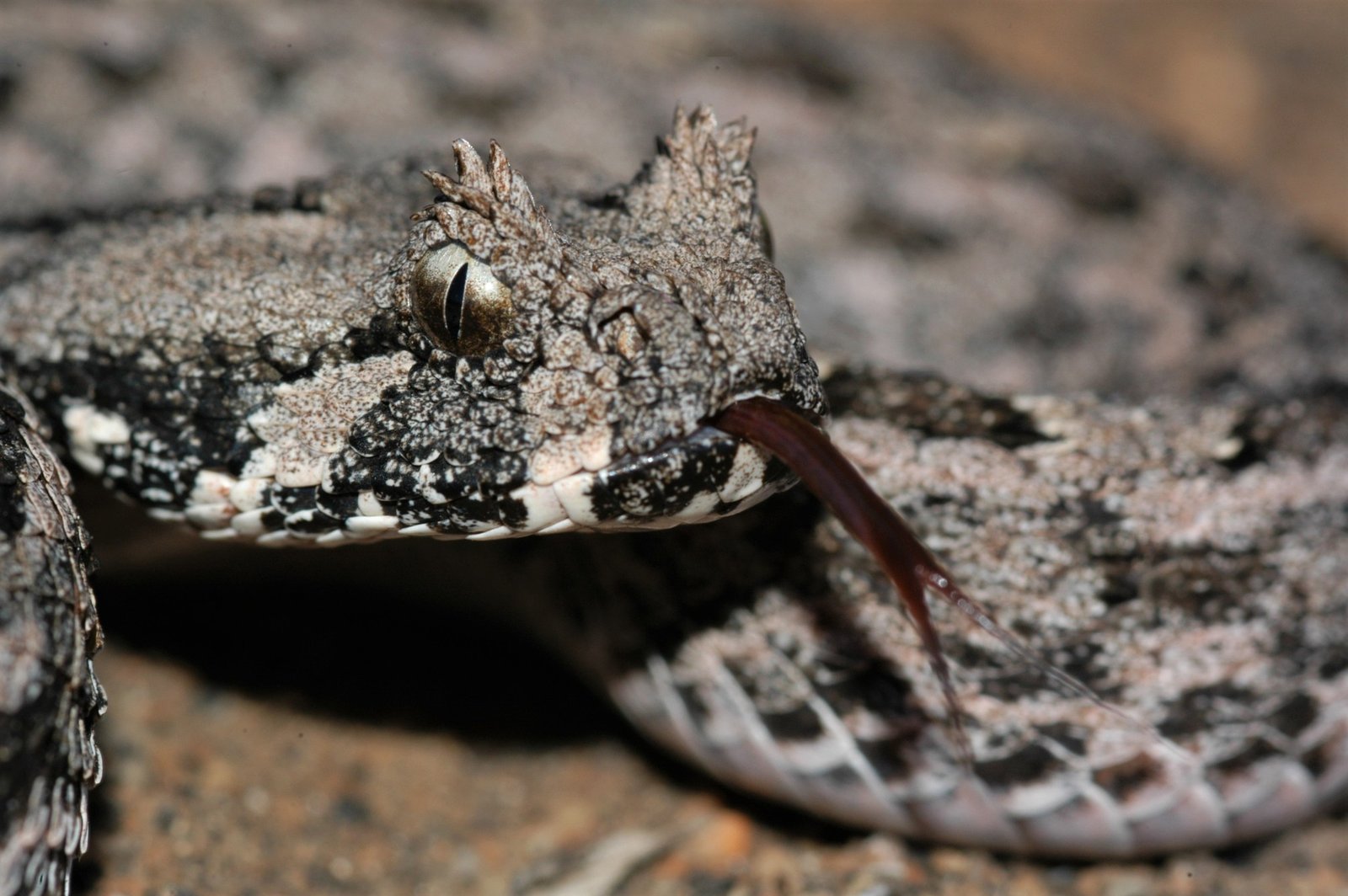 Southern Adder