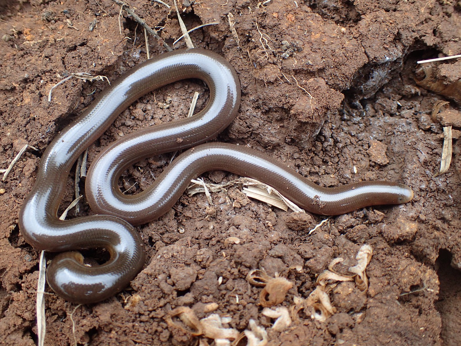 Southern African Blind Snakes