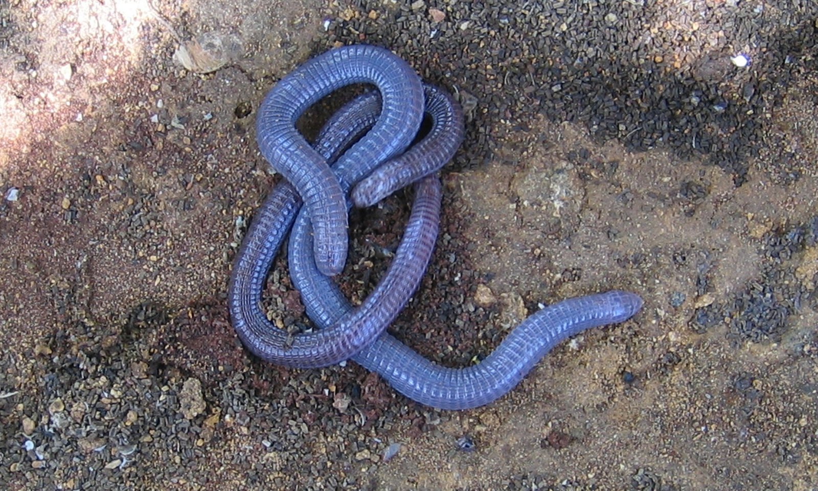 Southern African Worm Lizards