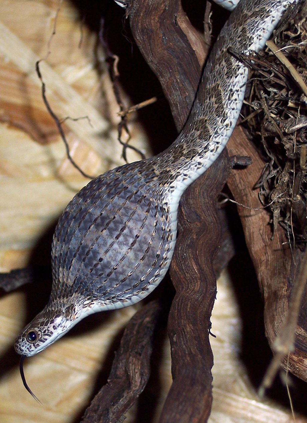 Southern Egg-eater