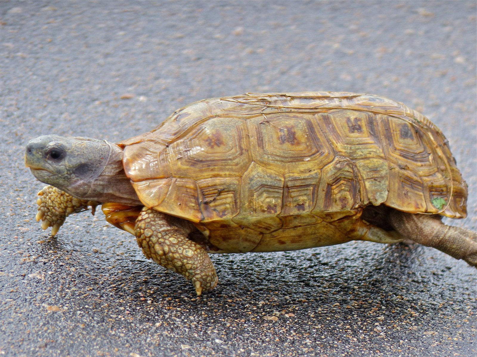 Speke's Hingeback Tortoise