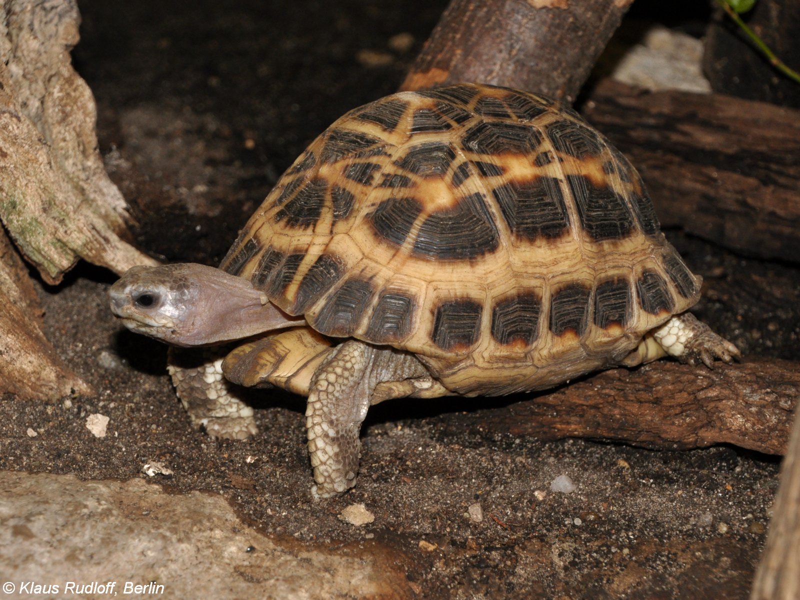 Spider Tortoise
