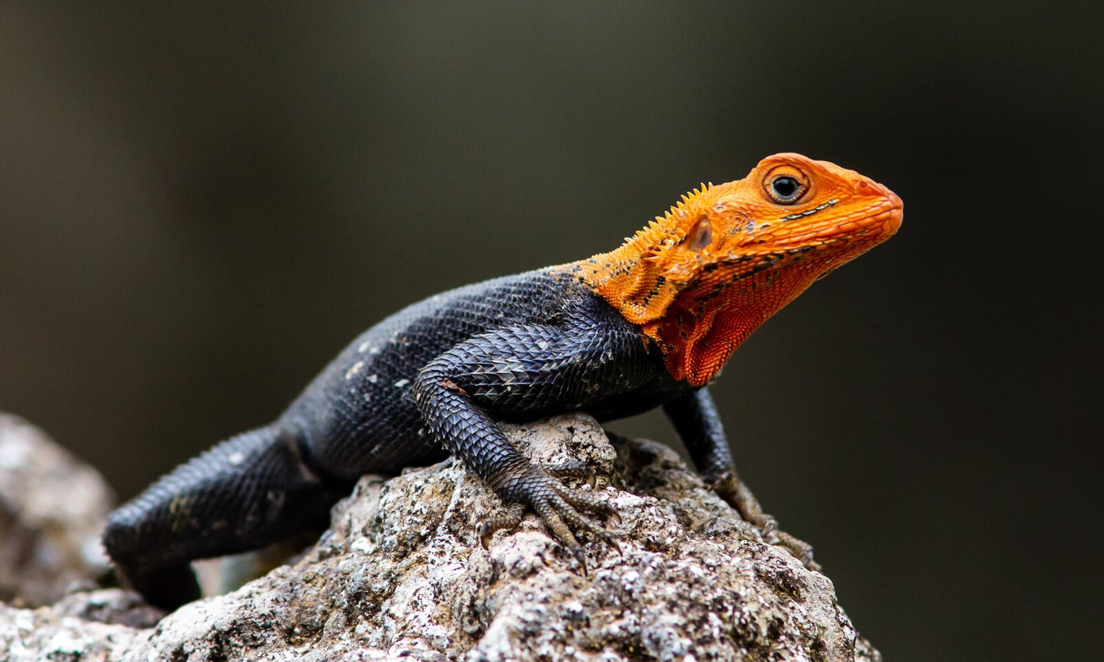 Spiny Agama