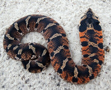 Spotted Burrowing Adders