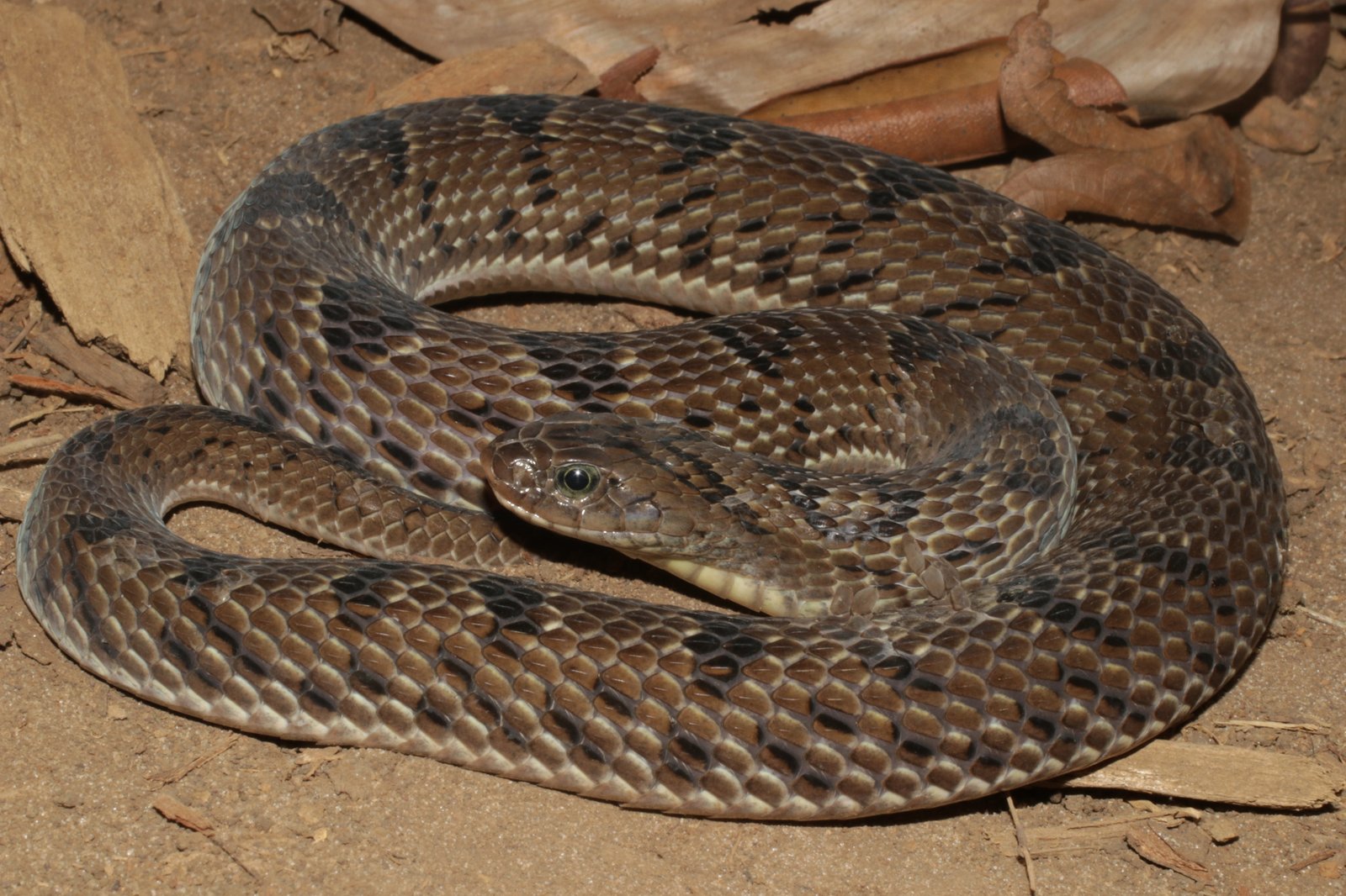 Spotted Night Adder