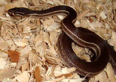 Stripe-bellied House Snake