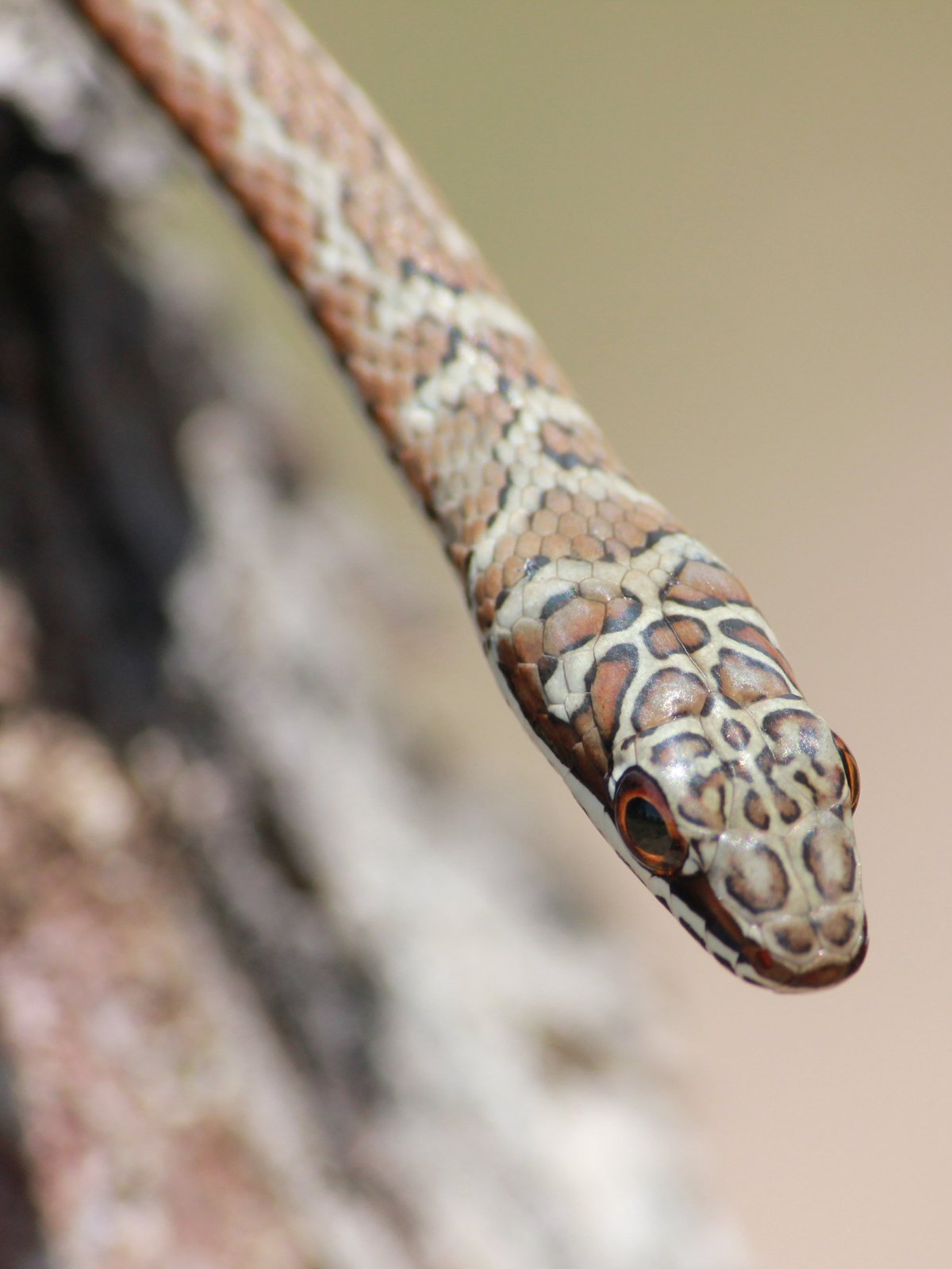 Stripe-bellied Sand Snake