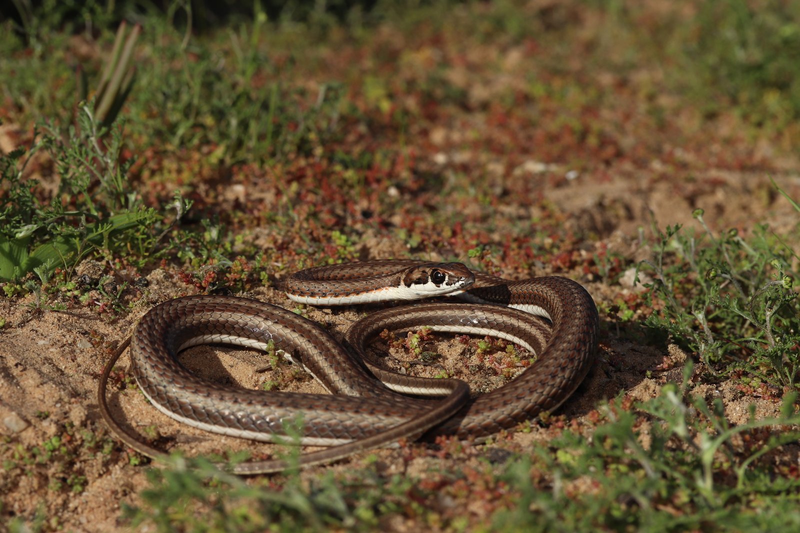 Stripe-faced Whip Snakes