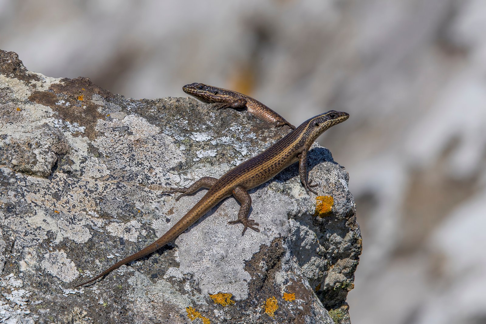 Striped Skink