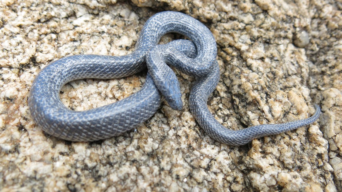 Striped Wolf Snakes