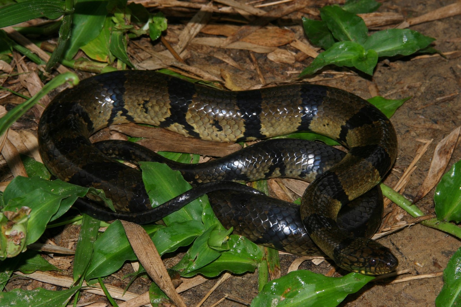 Swamp Snake