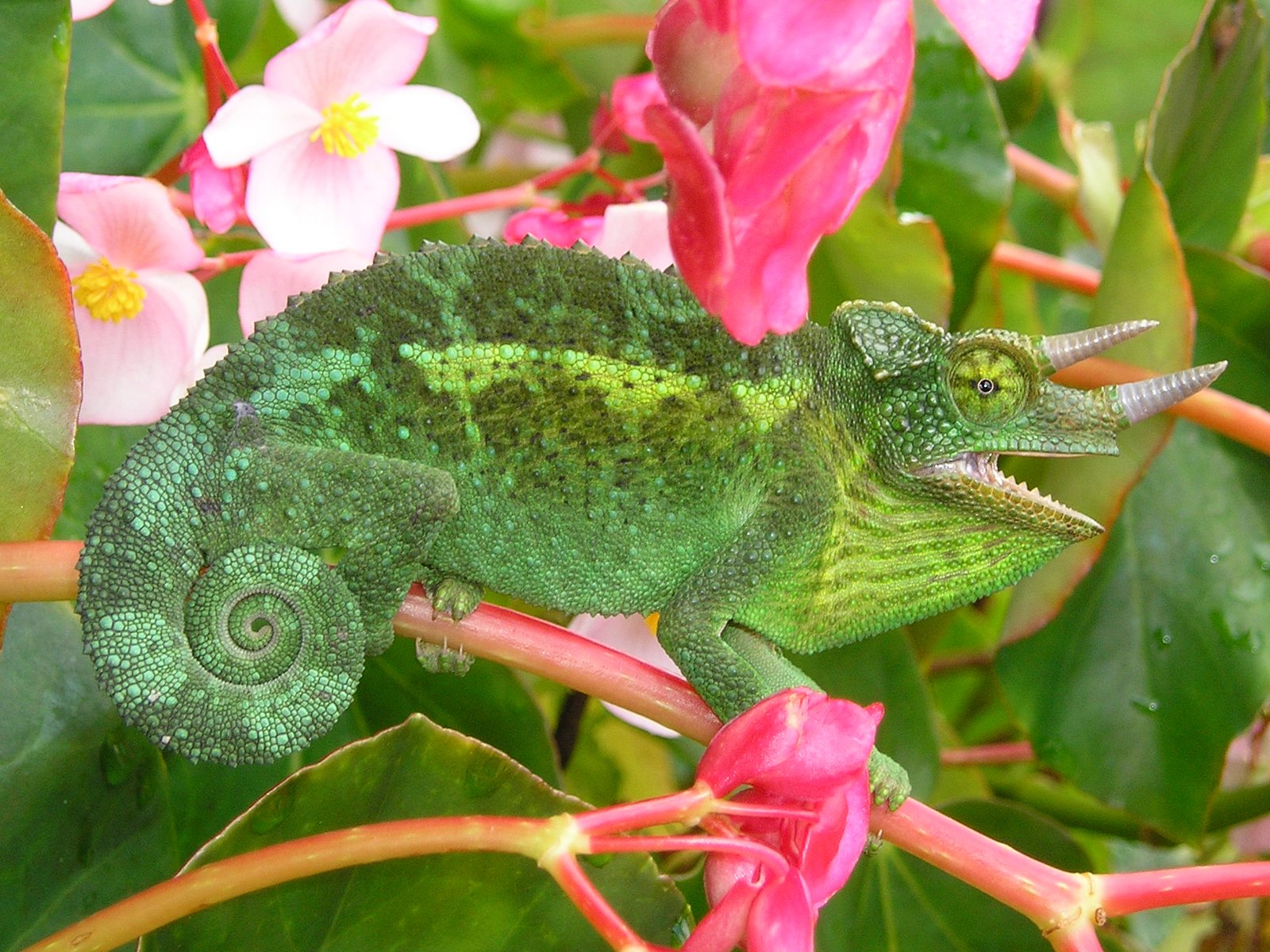 Three-horned Chameleons