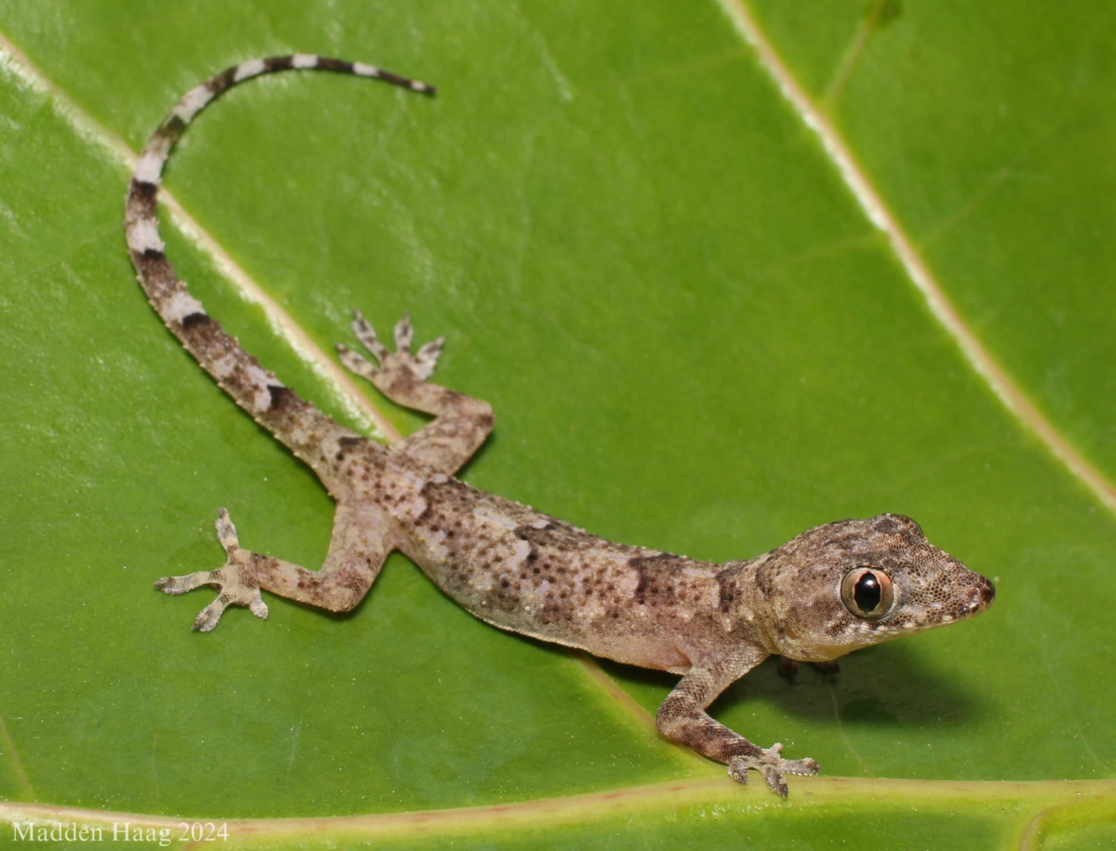 Tropical House Gecko