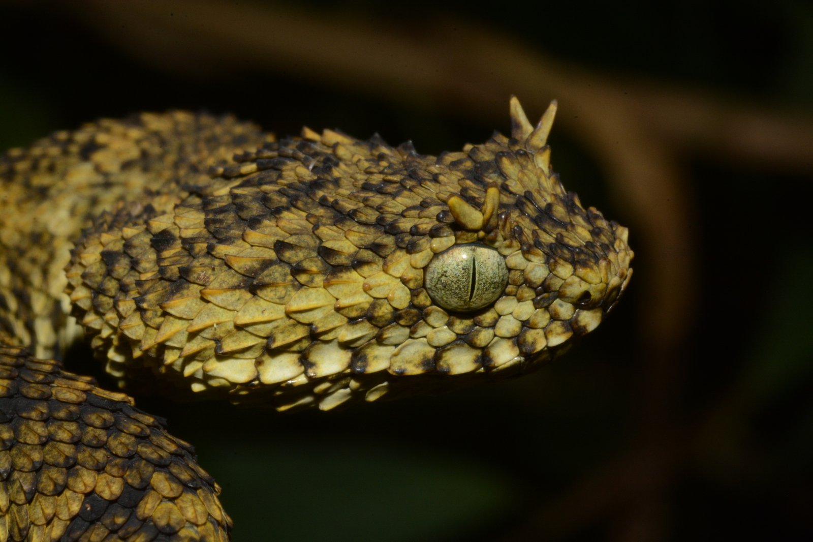 Usambara Bush Viper