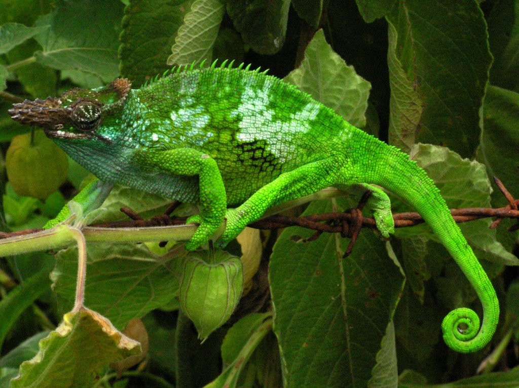 Usambara Two-horned Chameleon