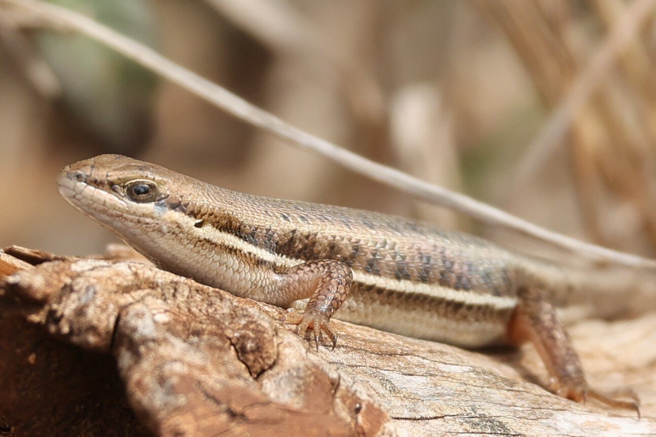 Variable Skink