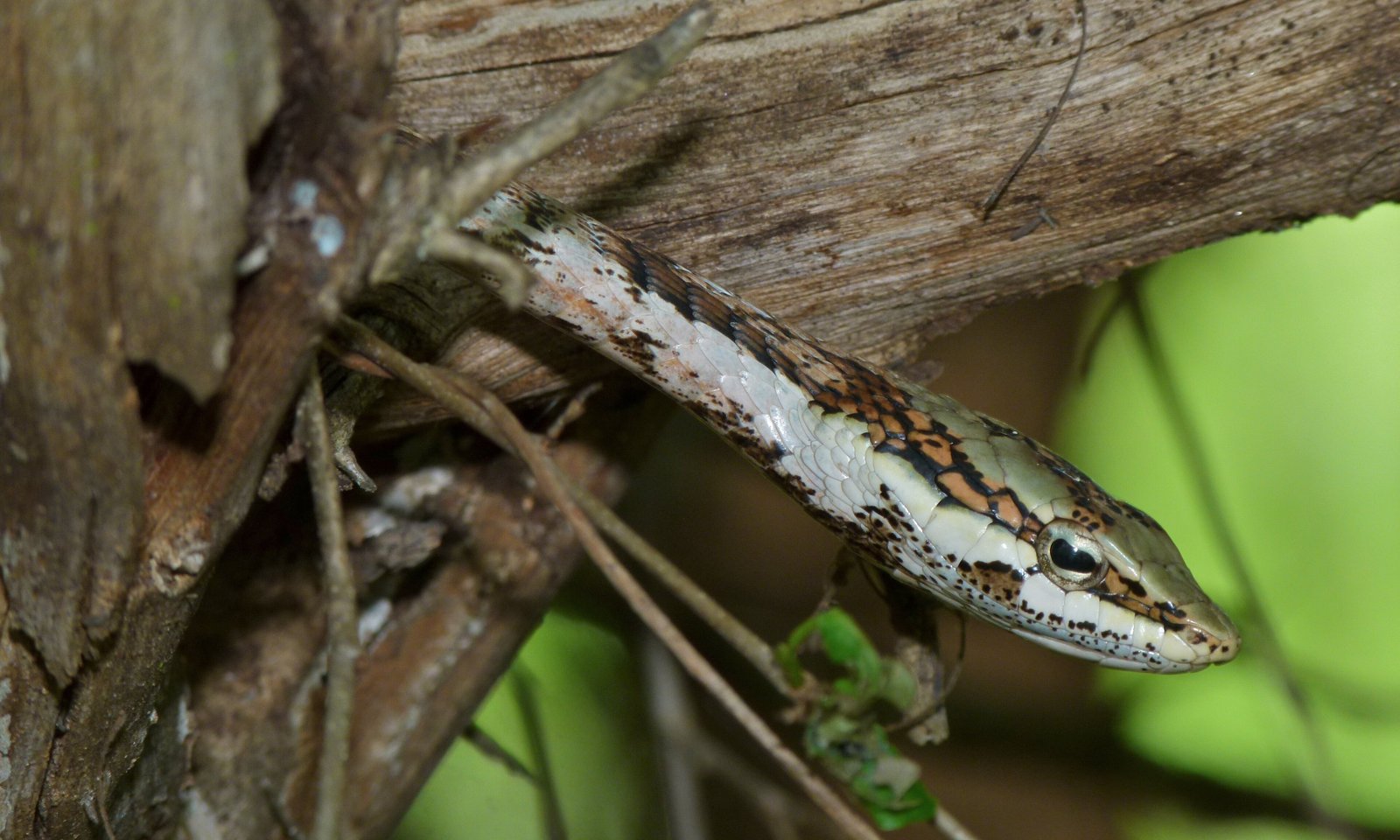 Vine Snakes