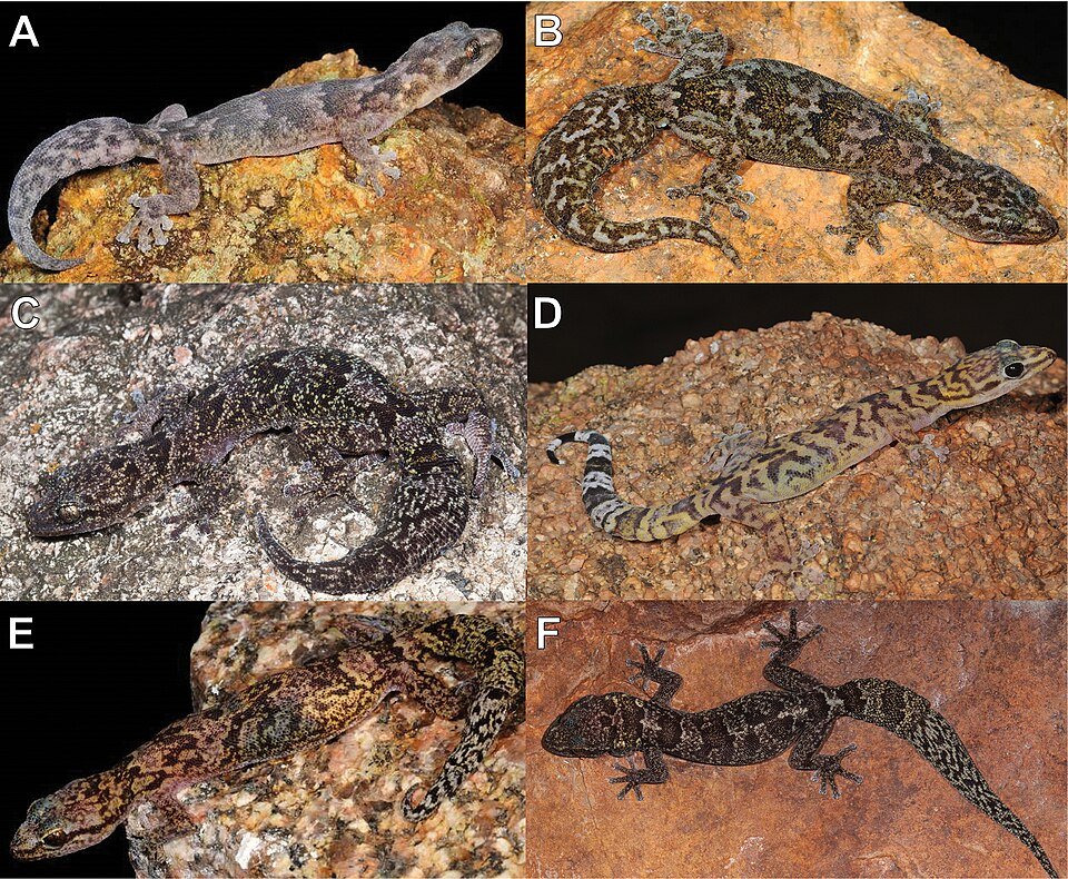 Waterberg Rock Gecko