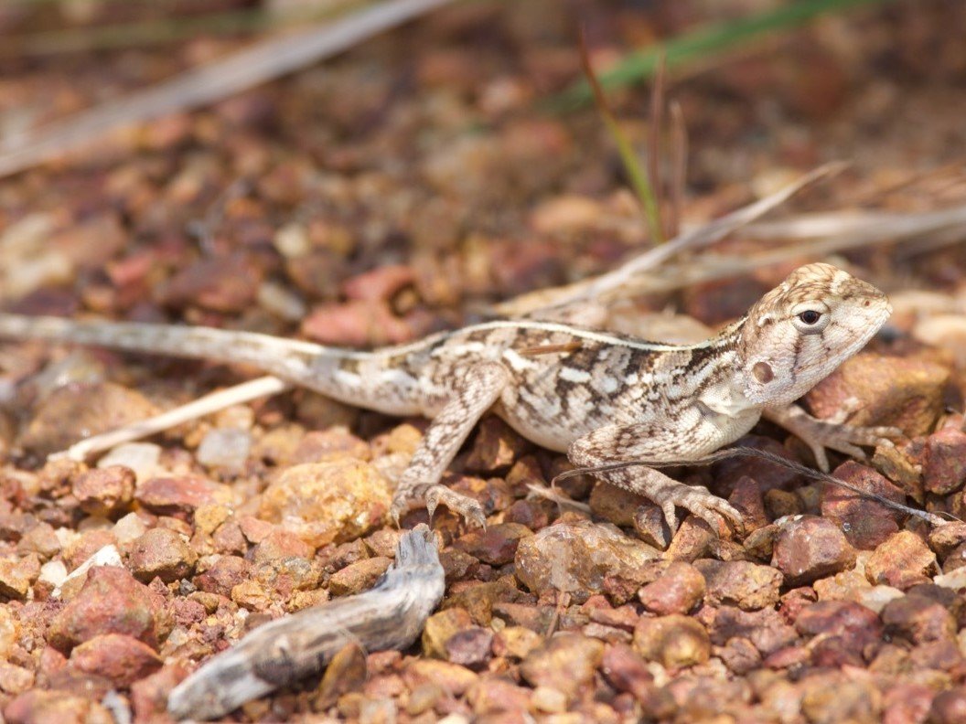 West African Agama