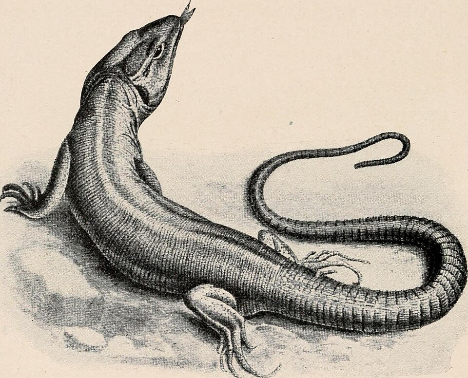 West African Worm Lizards