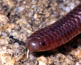 Western African Blind Snakes