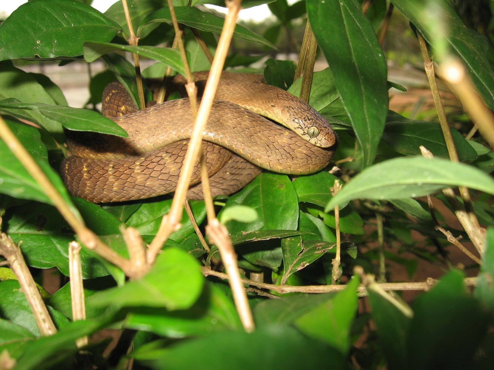 Western Egg-eater